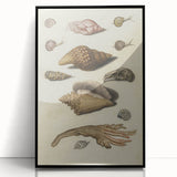 Vintage Grunge Seashell Illustration - Distressed Nautical Wall Art