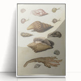 Vintage Grunge Seashell Illustration - Distressed Nautical Wall Art