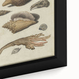 Vintage Grunge Seashell Illustration - Distressed Nautical Wall Art