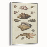Vintage Grunge Seashell Illustration - Distressed Nautical Wall Art