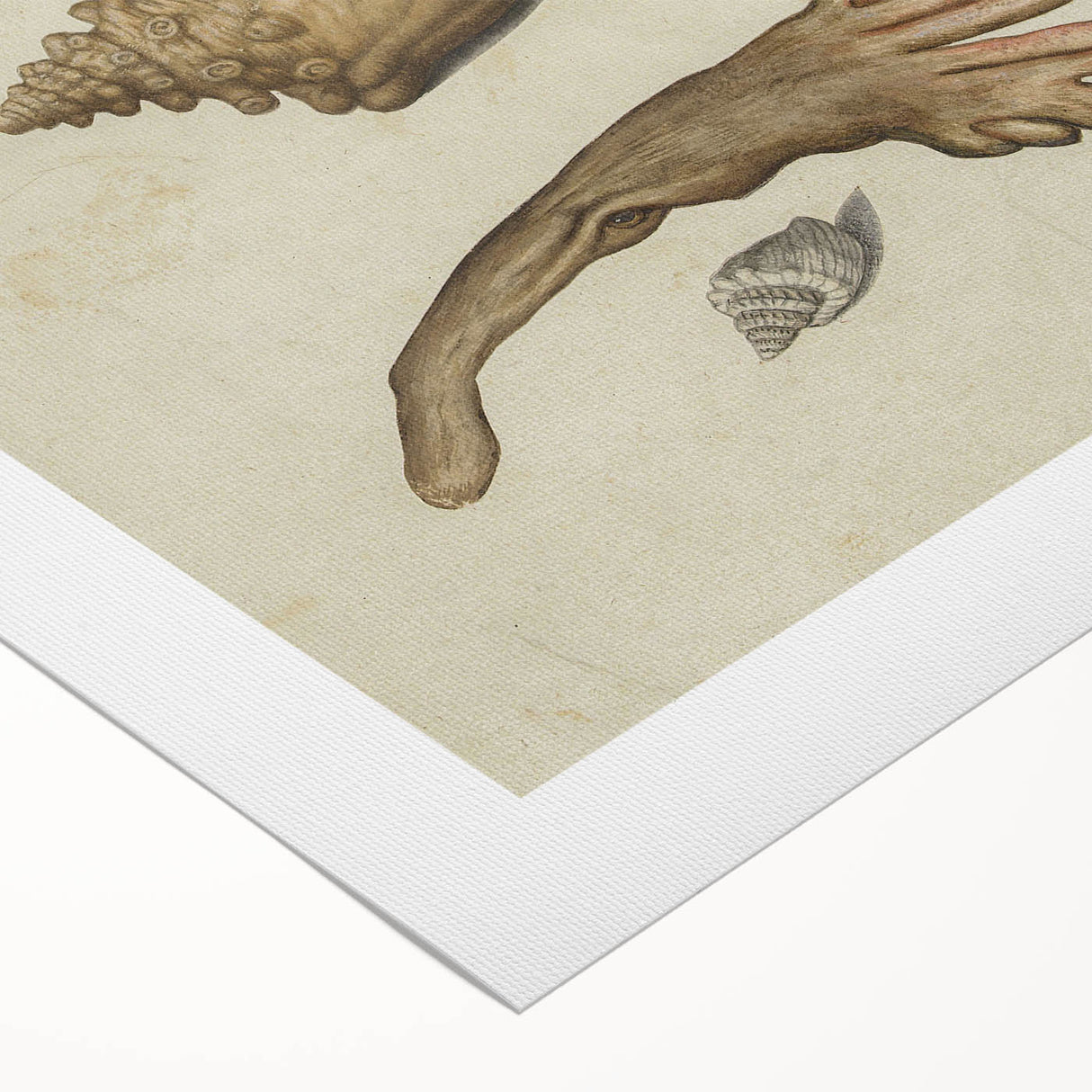 Vintage Grunge Seashell Illustration - Distressed Nautical Wall Art