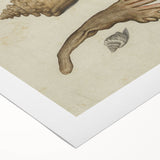 Vintage Grunge Seashell Illustration - Distressed Nautical Wall Art