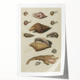 Vintage Grunge Seashell Illustration - Distressed Nautical Wall Art
