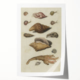 Vintage Grunge Seashell Illustration - Distressed Nautical Wall Art