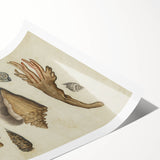 Vintage Grunge Seashell Illustration - Distressed Nautical Wall Art