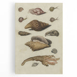 Vintage Grunge Seashell Illustration - Distressed Nautical Wall Art