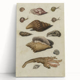 Vintage Grunge Seashell Illustration - Distressed Nautical Wall Art