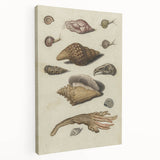Vintage Grunge Seashell Illustration - Distressed Nautical Wall Art