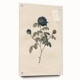 Vintage Grunge Rose Illustration - Distressed Botanical Floral Wall Art