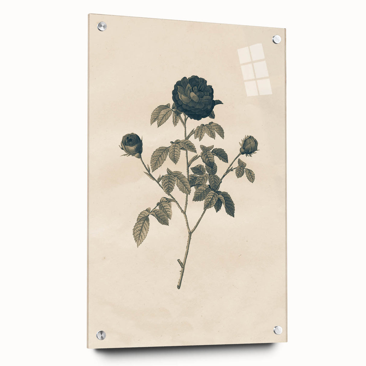 Vintage Grunge Rose Illustration - Distressed Botanical Floral Wall Art