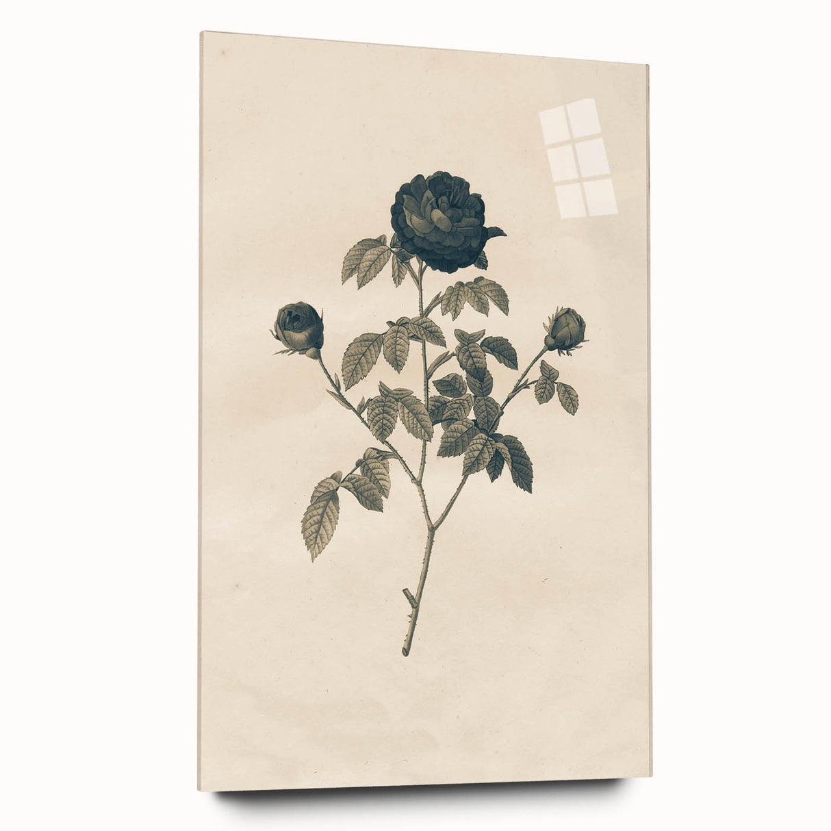 Vintage Grunge Rose Illustration - Distressed Botanical Floral Wall Art