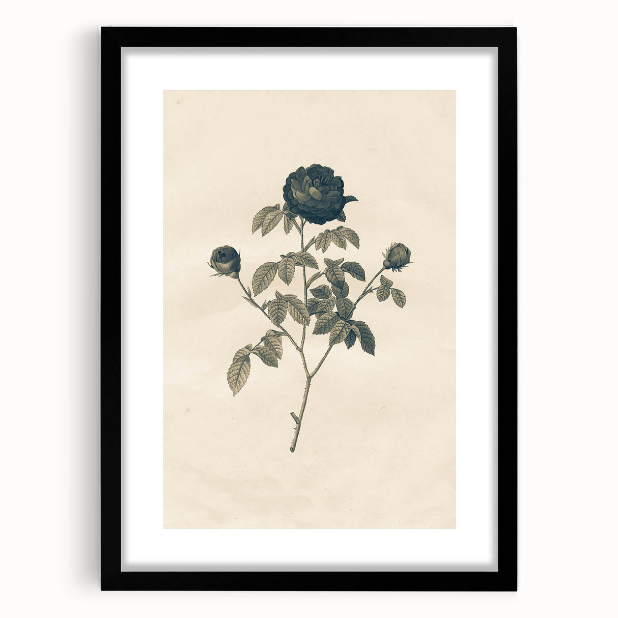 Vintage Grunge Rose Illustration - Distressed Botanical Floral Wall Art