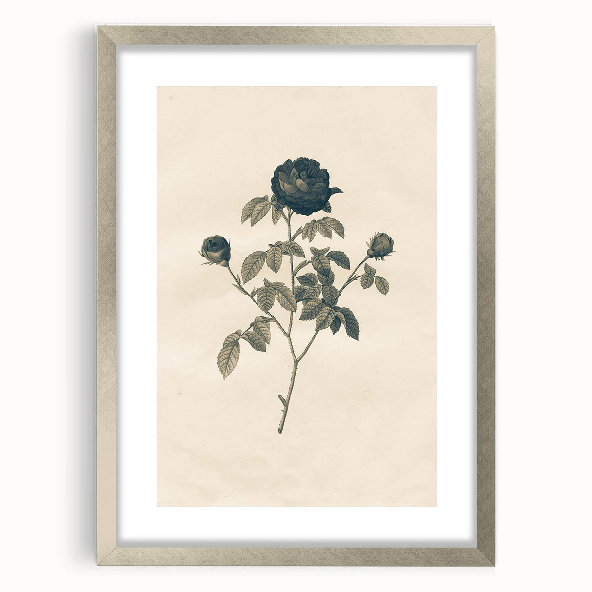 Vintage Grunge Rose Illustration - Distressed Botanical Floral Wall Art