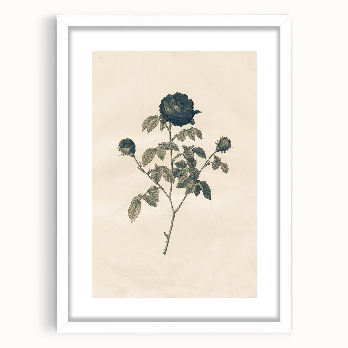 Vintage Grunge Rose Illustration - Distressed Botanical Floral Wall Art