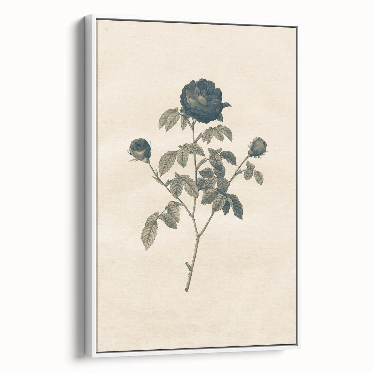 Vintage Grunge Rose Illustration - Distressed Botanical Floral Wall Art