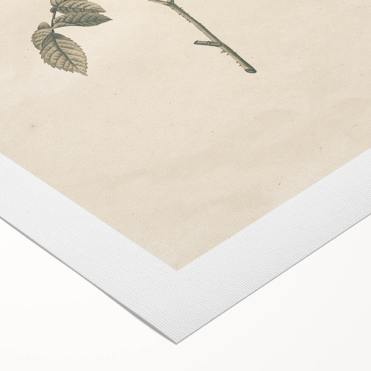 Vintage Grunge Rose Illustration - Distressed Botanical Floral Wall Art