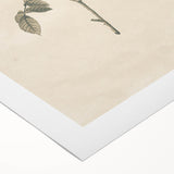 Vintage Grunge Rose Illustration - Distressed Botanical Floral Wall Art