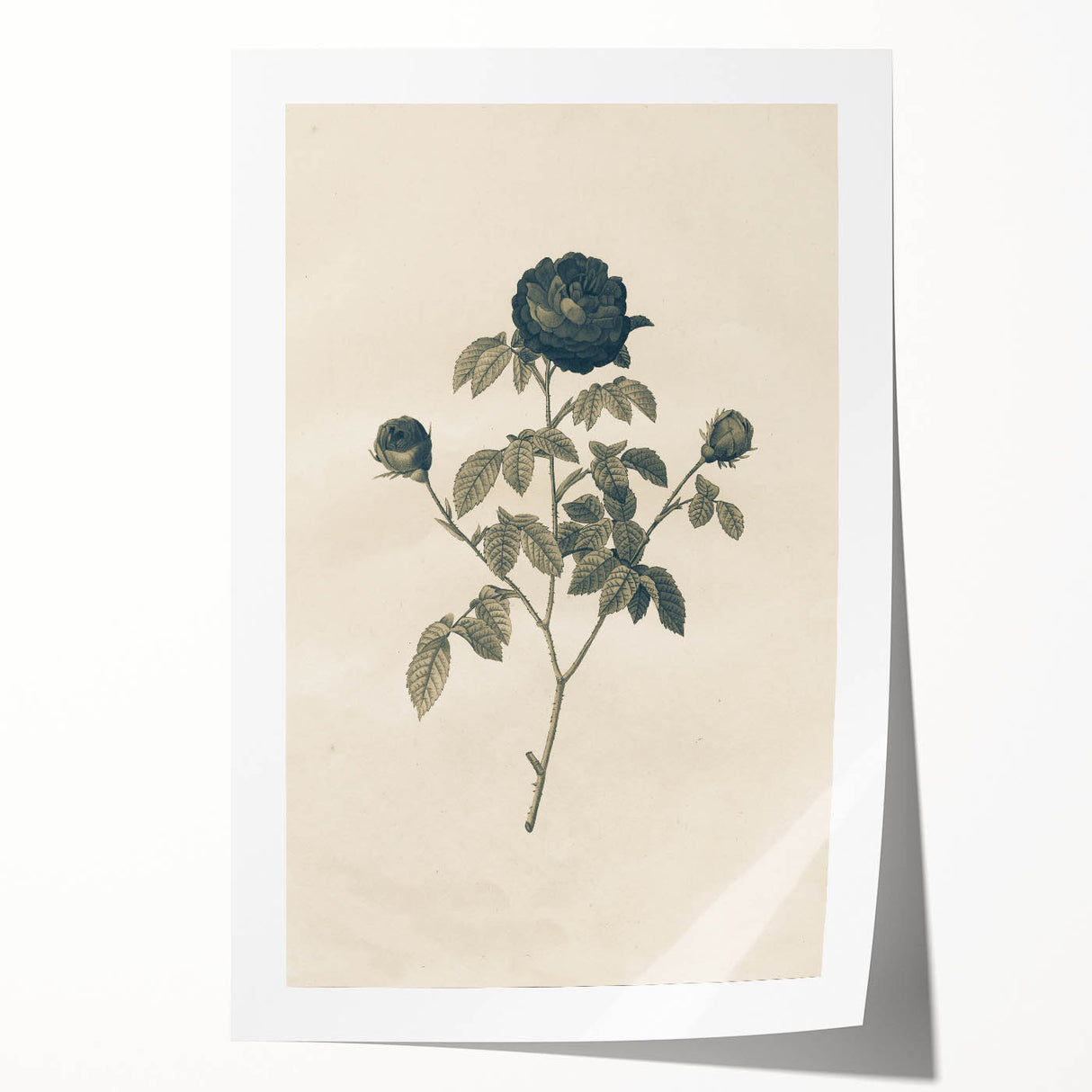 Vintage Grunge Rose Illustration - Distressed Botanical Floral Wall Art