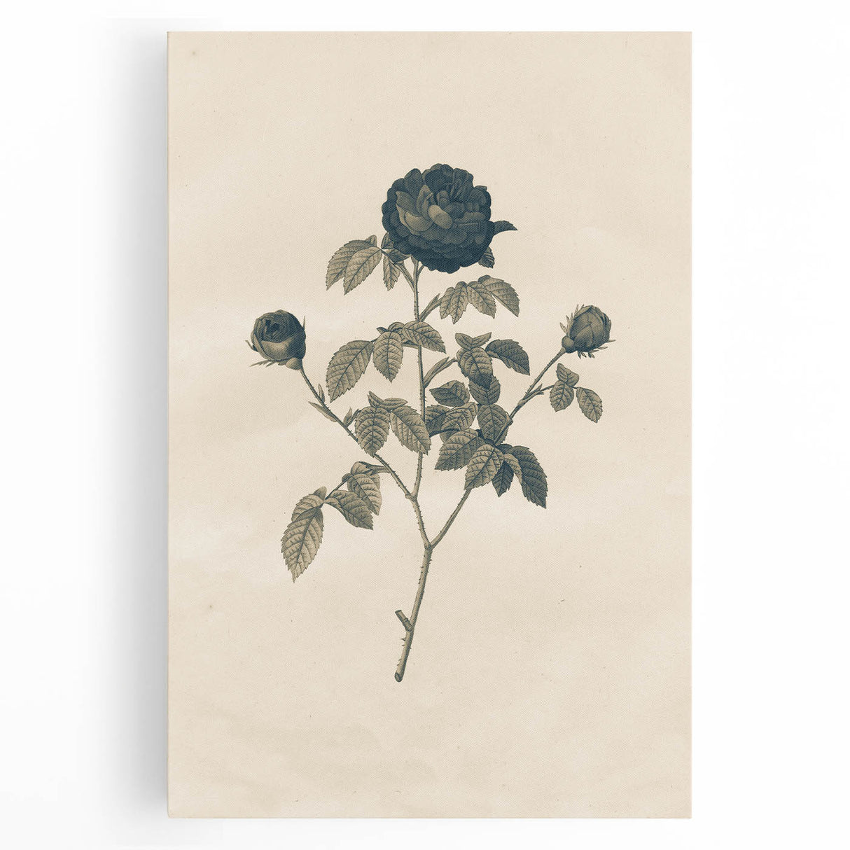 Vintage Grunge Rose Illustration - Distressed Botanical Floral Wall Art