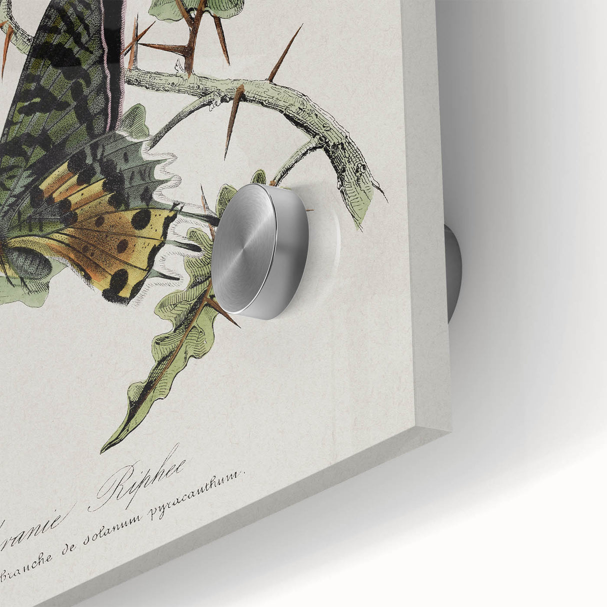 Grunge Aesthetic Art: Vintage Butterfly Illustration Grunge Wall Art
