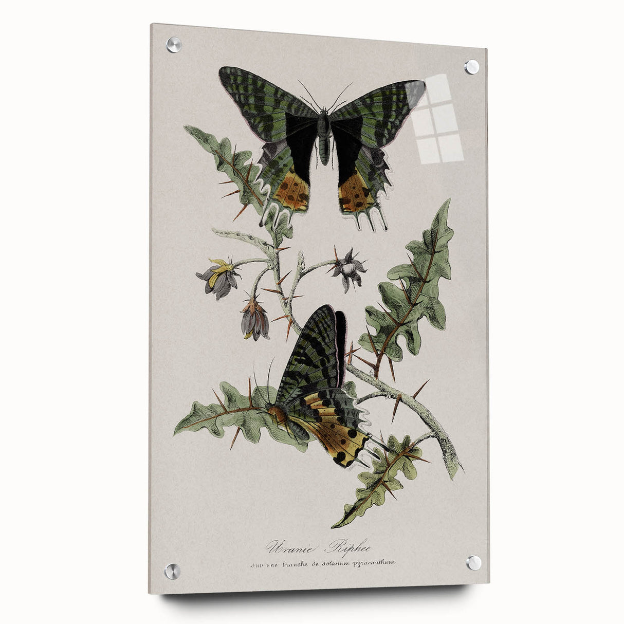 Grunge Aesthetic Art: Vintage Butterfly Illustration Grunge Wall Art
