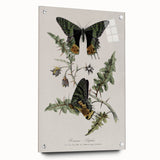 Grunge Aesthetic Art: Vintage Butterfly Illustration Grunge Wall Art
