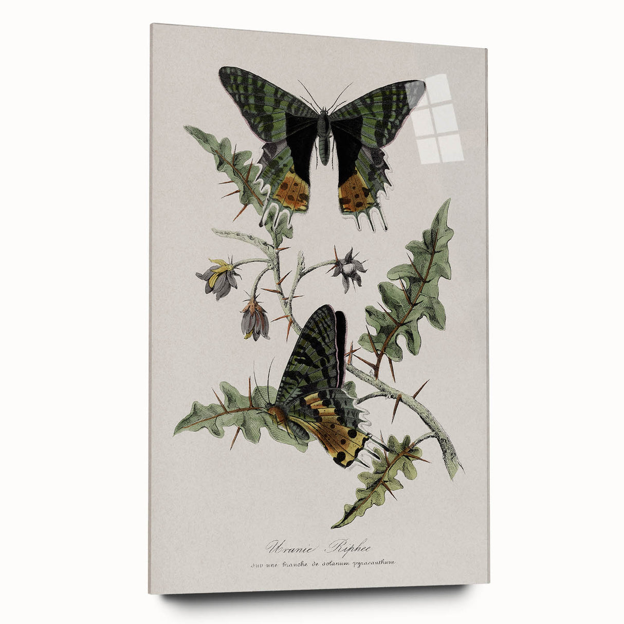 Grunge Aesthetic Art: Vintage Butterfly Illustration Grunge Wall Art