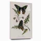 Grunge Aesthetic Art: Vintage Butterfly Illustration Grunge Wall Art