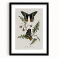 Grunge Aesthetic Art: Vintage Butterfly Illustration Grunge Wall Art