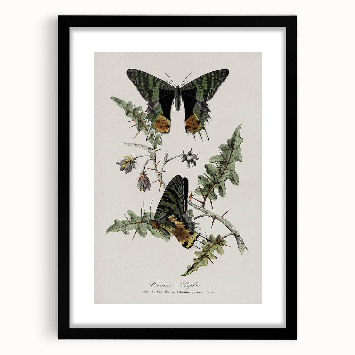 Grunge Aesthetic Art: Vintage Butterfly Illustration Grunge Wall Art