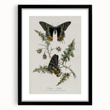 Grunge Aesthetic Art: Vintage Butterfly Illustration Grunge Wall Art