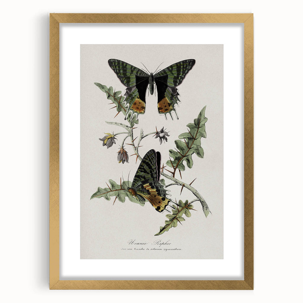 Grunge Aesthetic Art: Vintage Butterfly Illustration Grunge Wall Art