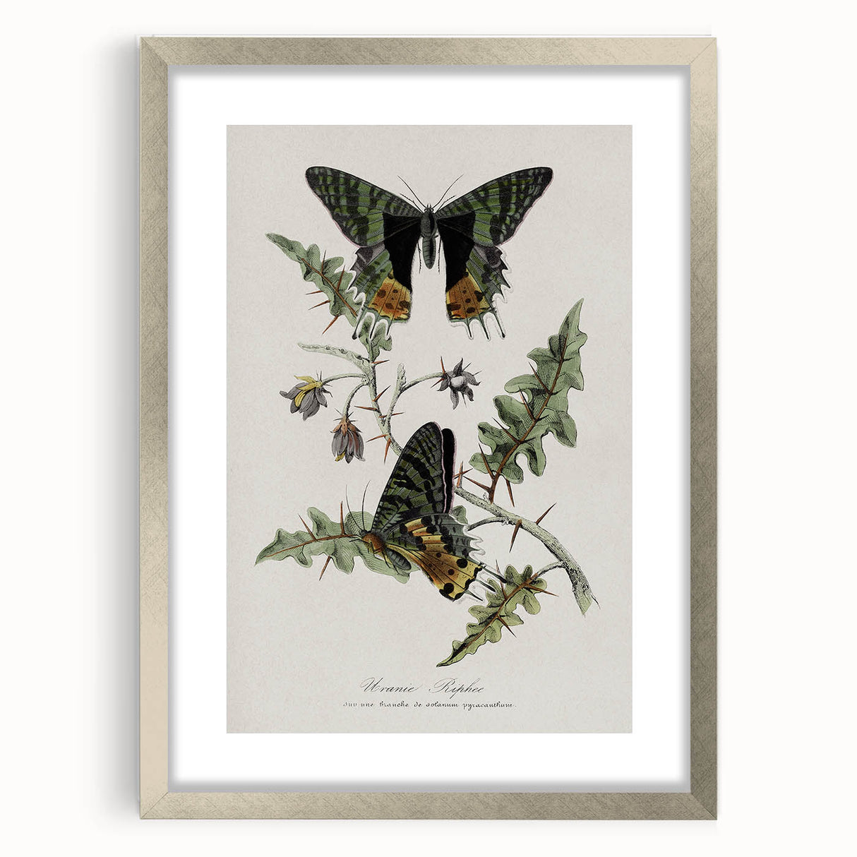 Grunge Aesthetic Art: Vintage Butterfly Illustration Grunge Wall Art