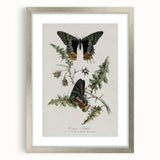 Grunge Aesthetic Art: Vintage Butterfly Illustration Grunge Wall Art