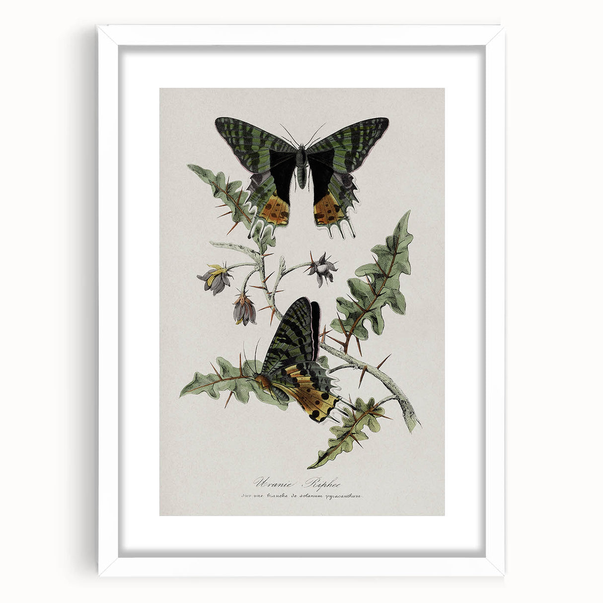 Grunge Aesthetic Art: Vintage Butterfly Illustration Grunge Wall Art