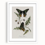 Grunge Aesthetic Art: Vintage Butterfly Illustration Grunge Wall Art