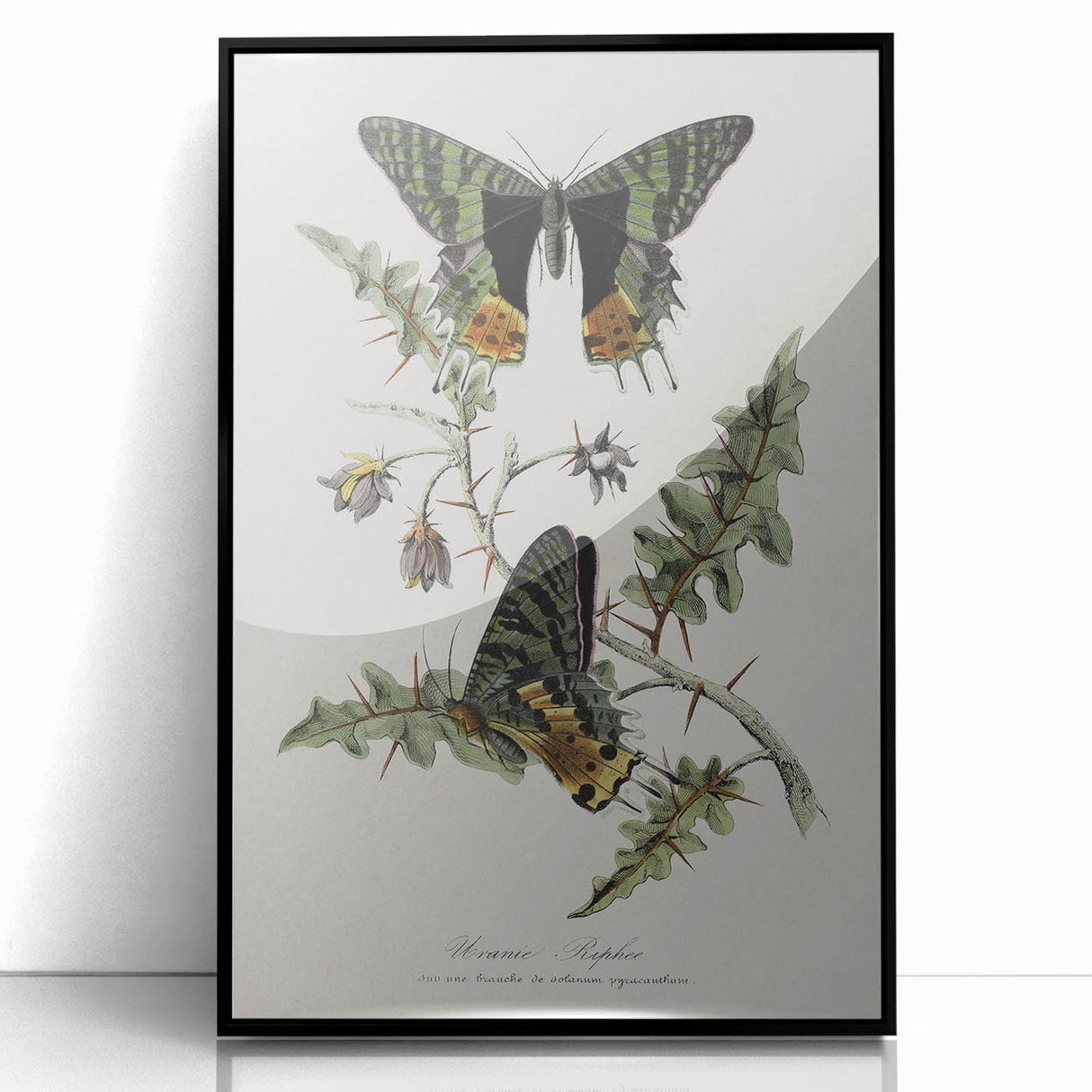 Grunge Aesthetic Art: Vintage Butterfly Illustration Grunge Wall Art