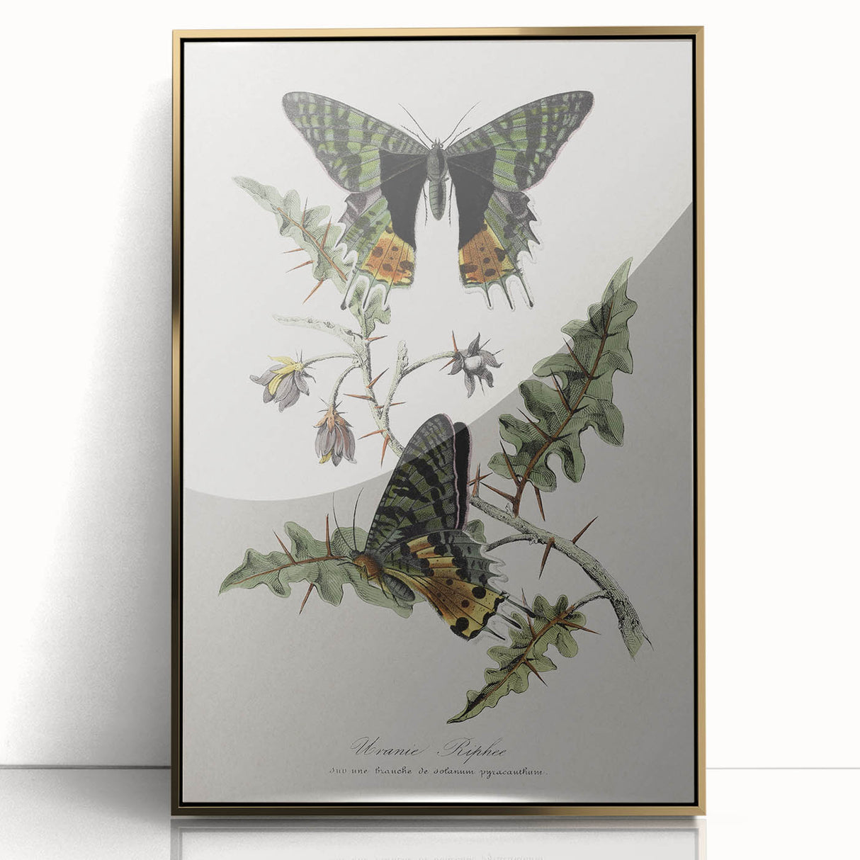 Grunge Aesthetic Art: Vintage Butterfly Illustration Grunge Wall Art