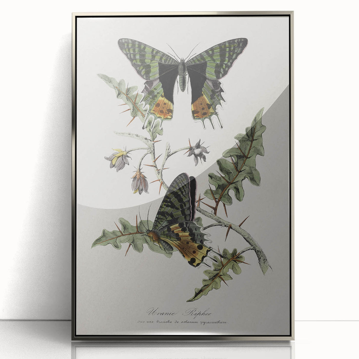 Grunge Aesthetic Art: Vintage Butterfly Illustration Grunge Wall Art