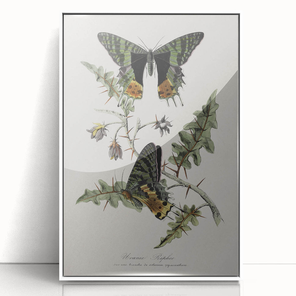 Grunge Aesthetic Art: Vintage Butterfly Illustration Grunge Wall Art
