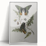 Grunge Aesthetic Art: Vintage Butterfly Illustration Grunge Wall Art