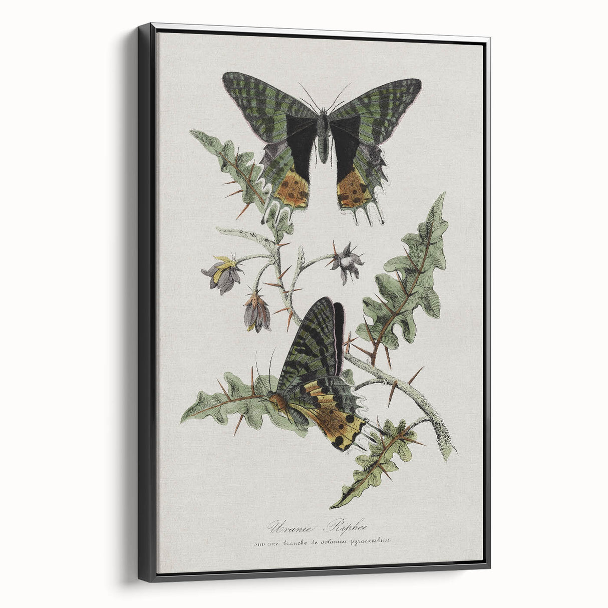 Grunge Aesthetic Art: Vintage Butterfly Illustration Grunge Wall Art