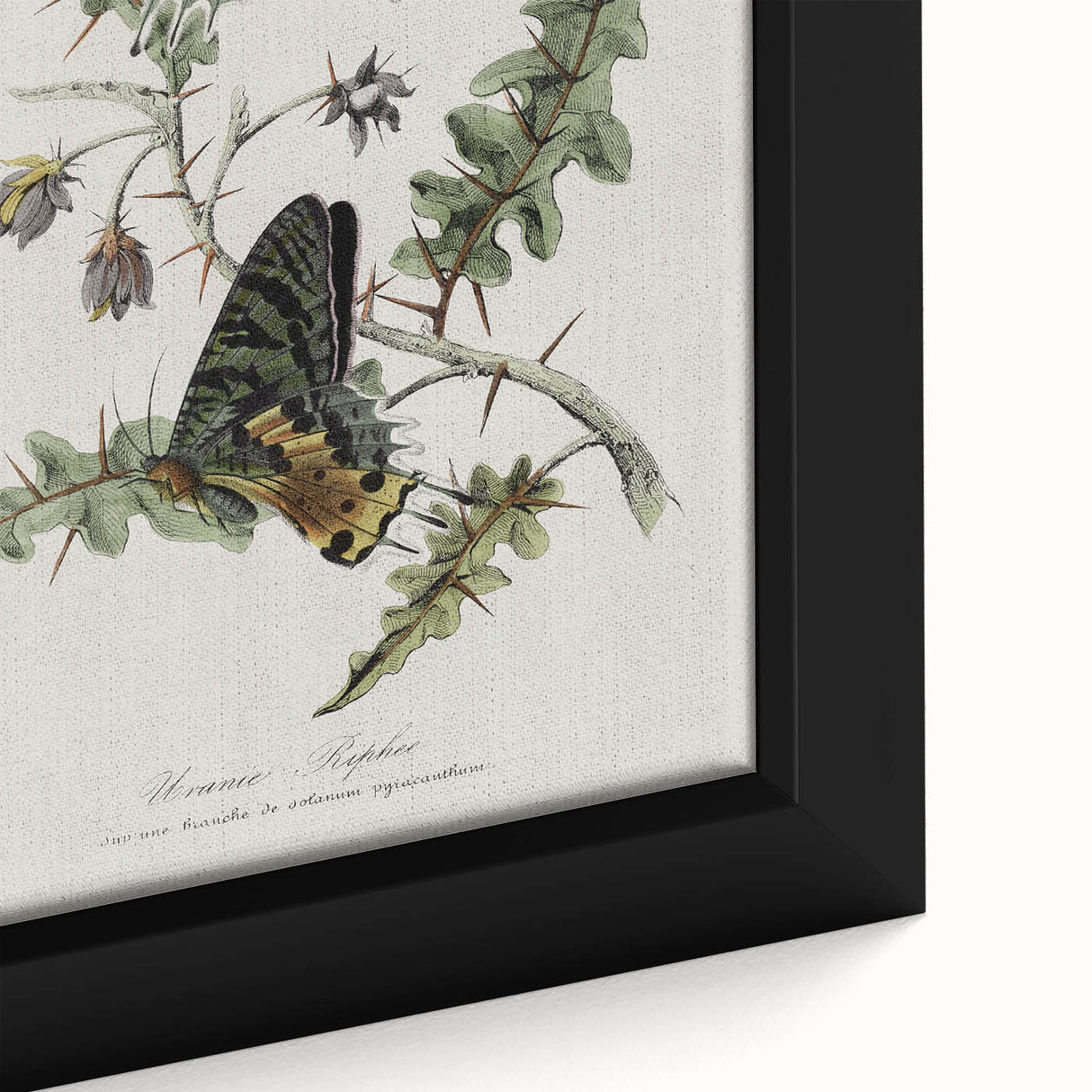 Grunge Aesthetic Art: Vintage Butterfly Illustration Grunge Wall Art