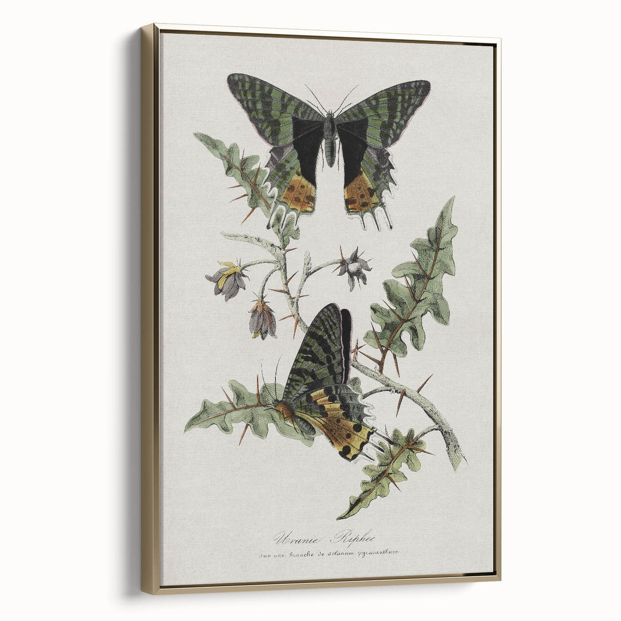 Grunge Aesthetic Art: Vintage Butterfly Illustration Grunge Wall Art