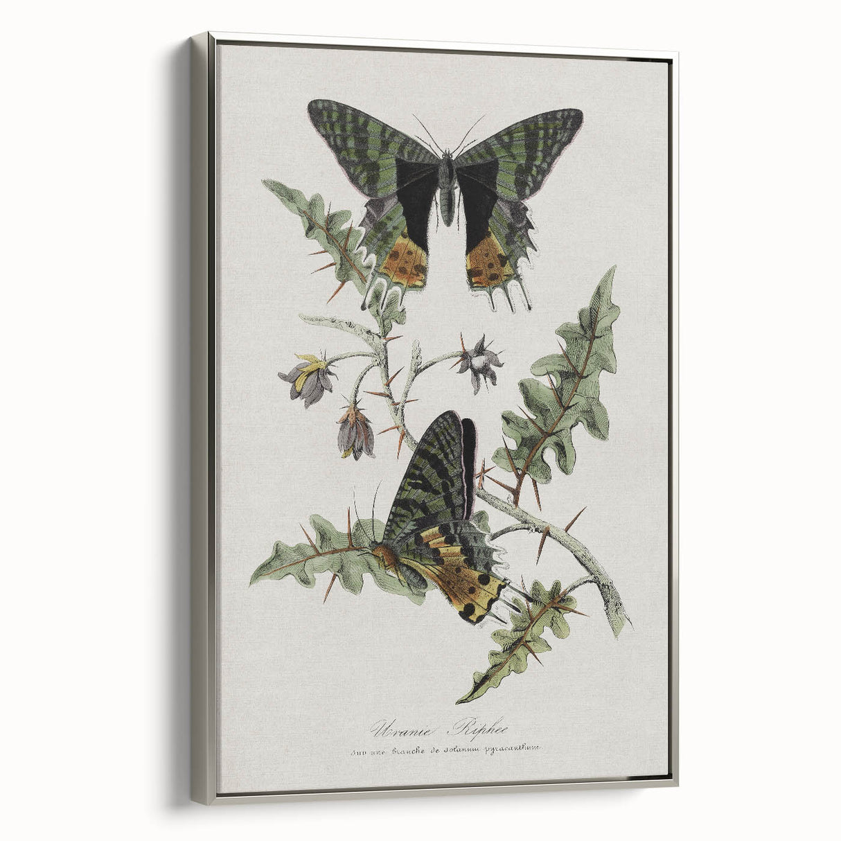 Grunge Aesthetic Art: Vintage Butterfly Illustration Grunge Wall Art