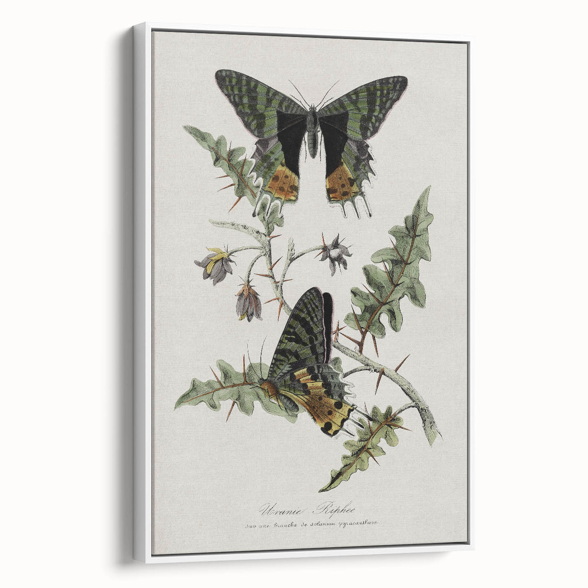 Grunge Aesthetic Art: Vintage Butterfly Illustration Grunge Wall Art