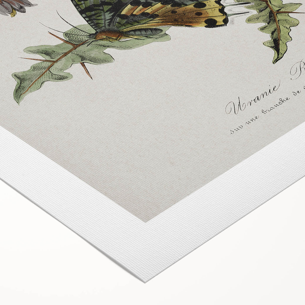 Grunge Aesthetic Art: Vintage Butterfly Illustration Grunge Wall Art
