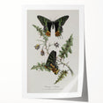 Grunge Aesthetic Art: Vintage Butterfly Illustration Grunge Wall Art