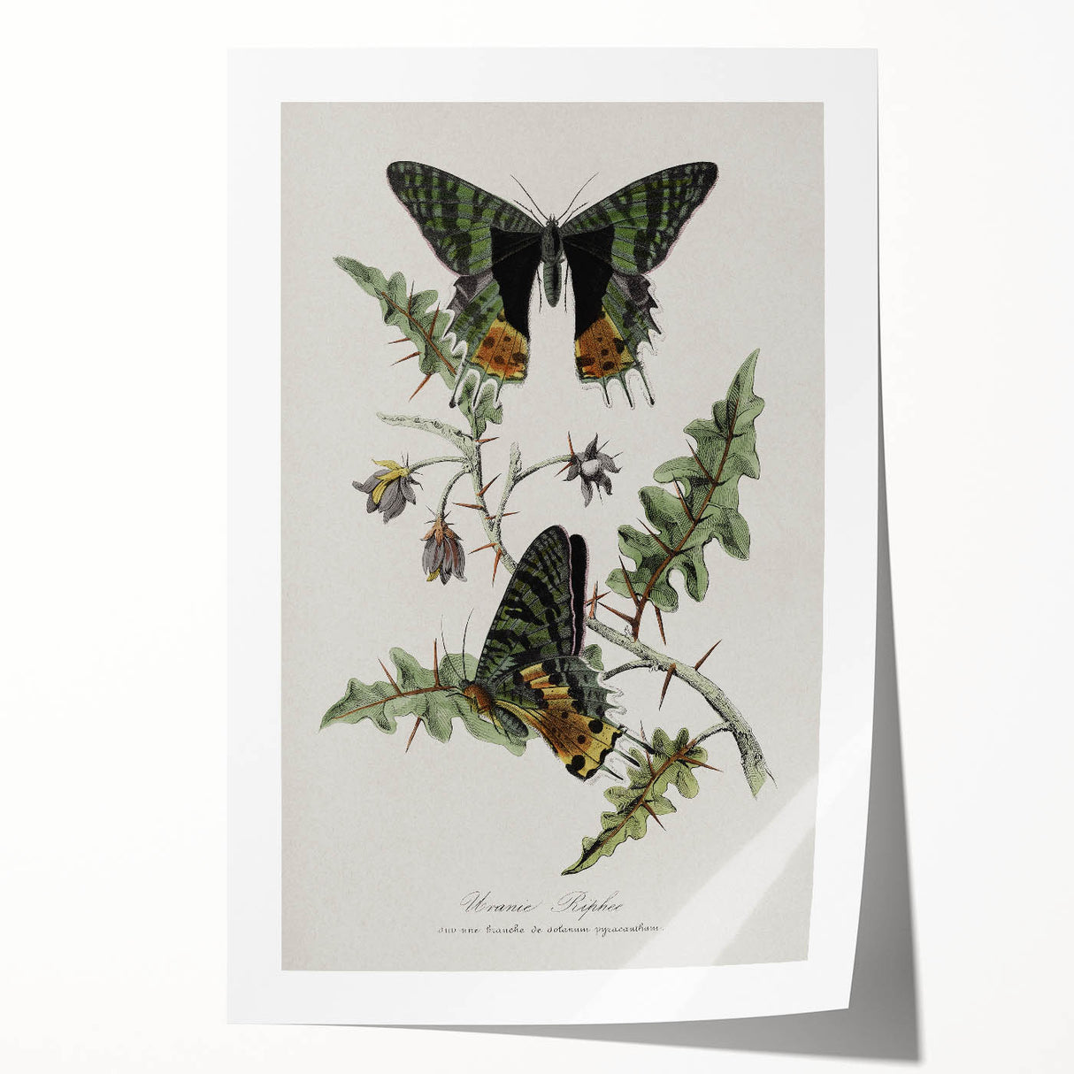 Grunge Aesthetic Art: Vintage Butterfly Illustration Grunge Wall Art