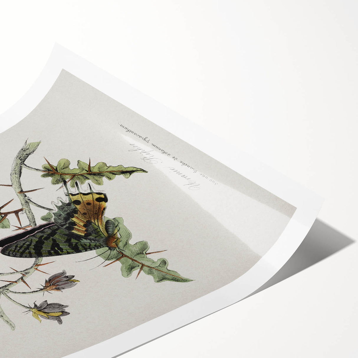 Grunge Aesthetic Art: Vintage Butterfly Illustration Grunge Wall Art